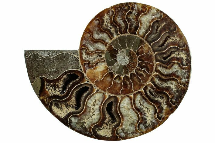 Cut & Polished Ammonite Fossil (Half) - Madagascar #310730